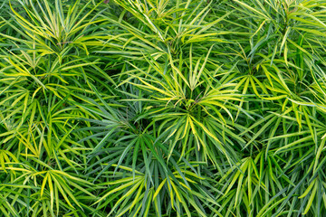 Details in a tropical botanic garden in Edge Hill near Cairns, Queensland, Australia