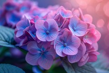 Macro shot of a cluster of pink and blue hydrangea flowers, highlighting their delicate features