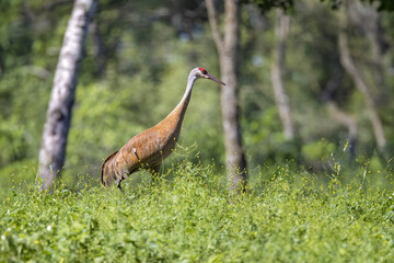 Wall Mural - The sandhill crane (Antigone canadensis) on the edge of the forest