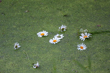 Wall Mural - daisies in the grass