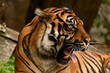 Tygrys sumatrzański - Ratu z Warszawskiego Zoo