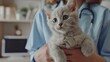 © Olga - Photo of a beautiful British light-colored cat being examined by a veterinarian at a veterinary clinic
