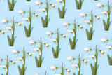 Fototapeta Lawenda - Pattern made with snowdrops and snowdrop leaves on bright blue background. Creative minimal art. Flat lay. Copy space. Minimal composition. Minimal wallpaper.