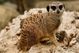 Surykatki z Zoo Warszawa