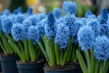 Fototapeta  - Many blue violet flowering hyacinths in pots are displayed on shelf in floristic store or at street market. Early spring, landscape gardening