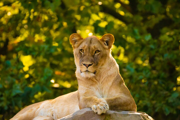 Wall Mural - adult Lion playing in zoological garden