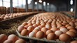 Chicken eggs on conveyor belt against background of organic factory. Image symbolizes naturalness and freshness, highlighting the idea of sustainable egg production, organic farm products. Laying eggs