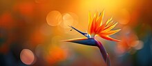 A Vibrant Orange Bird Of Paradise Flower Shines Brightly In The Sunlight.