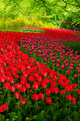 Poster - floral background - fresh spring blooming red and yellow tulips