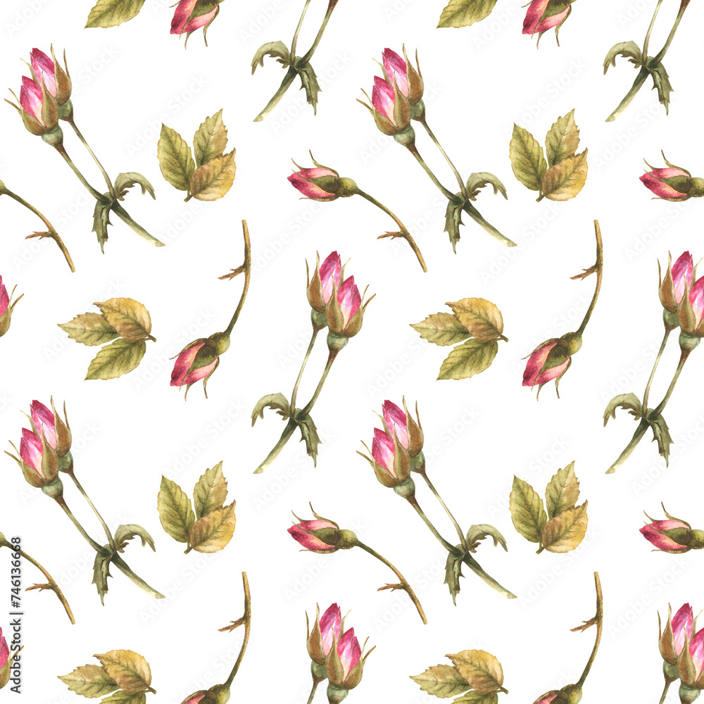 Watercolor wild rose hip buds leaves, dog cancer, brier rose flowers im ...