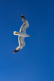 Fototapeta Desenie - Seagull at Elba island - Tuscany - Italy