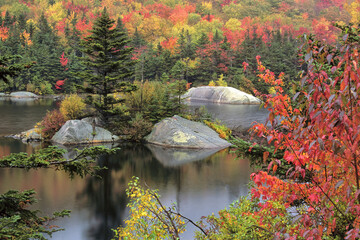 Wall Mural - Autumn scene in the White Mountains. Vibrant fall foliage and evergreen trees surrounding Beaver Pond in scenic Kinsman Notch, Hew Hampshire.