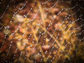 spider web with dew drops