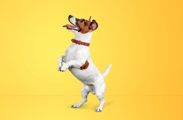 Wall Mural - Dog exercising, happy young pet playing