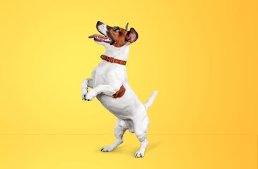 Poster - Dog exercising, happy young pet playing