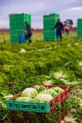 Wall Mural - Closeup of plastic boxes with freshly harvested organic frisee lettuce on vegetable farm. Harvest time