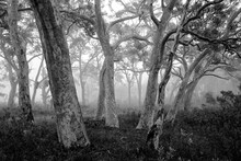 A Black And White Image, Taken In Australia, Of Beautiful Eucalyptus (gum) Trees In The Mist. Trees In Foreground And Distance. No People.