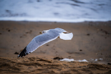 Sticker - Seagull on the beach