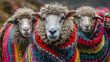 Sweet Sheep with colorful ponchos in the Andes