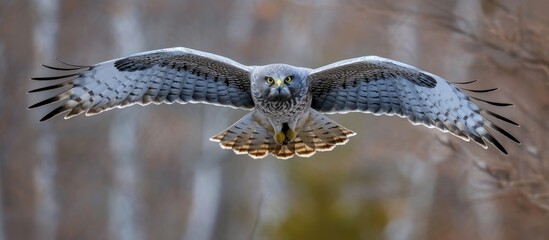 Sticker - A captivating capture of a large bird, a majestic male Northern Harrier, gracefully flying through a dense forest filled with towering trees.