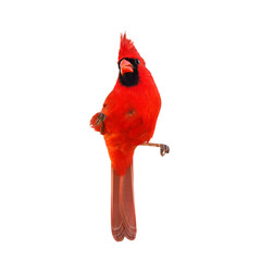 Wall Mural - a male northern cardinal (cardinalis cardinalis) isolated on a transparent background. this is clipp
