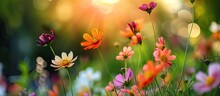 A Cluster Of Colorful Flowers Nestled In The Lush Green Grass, Blooming Beautifully Under The Sunlight In A Garden.