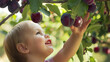 The satisfied grin on a childs face as they successfully pluck a plump and ripe plum from a tree their tiny hand reaching up towards the fruit.