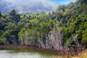 Tree at Bang Wad Reservoir in Phuket Thailand