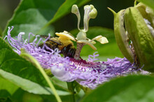 Pollination Of Passionflower Blossom By Bee: Eastern Carpenter Bee (Xylocopa Virginica). Native Bees Pollinate Native Plants, Like Purple Passionflower Or Maypop (Passiflora Incarnata). Purple Flower.