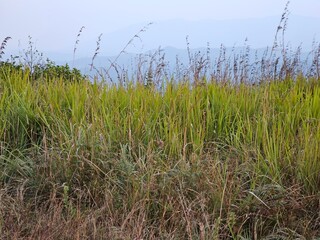 grass in the wind