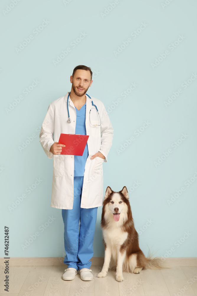 Veterinarian with cute Husky dog near blue wall