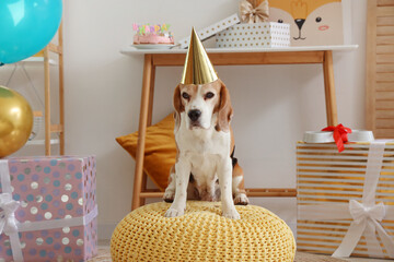 Wall Mural - Adorable Beagle dog with party hat celebrating birthday at home