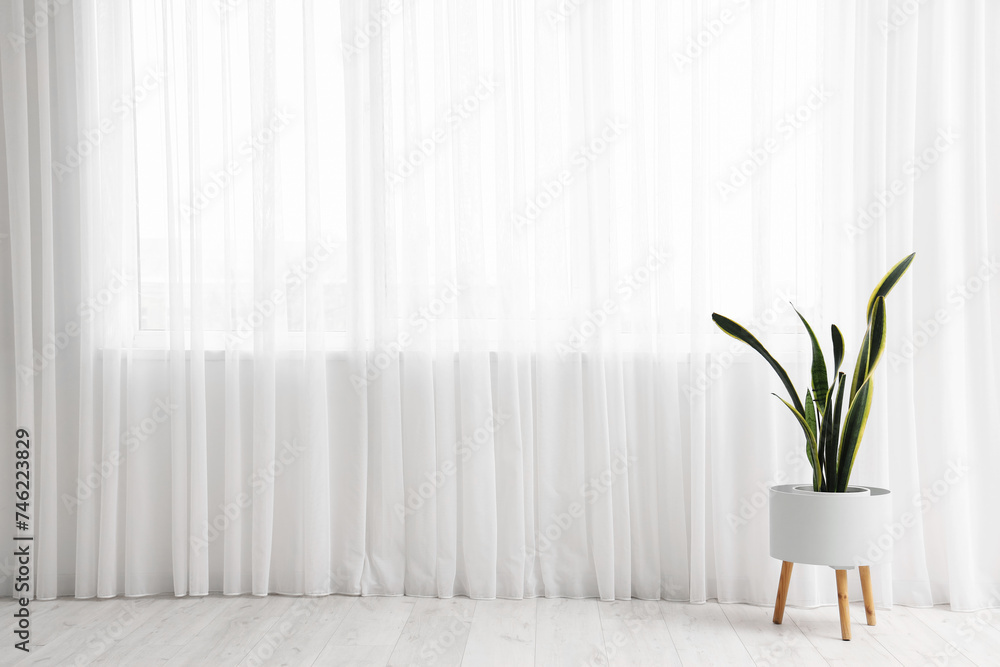 Plant near light curtain in living room