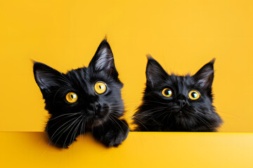 Wall Mural - black cat on yellow background