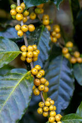 Wall Mural - harvesting coffee berries by agriculture. Coffee beans ripening on the tree in North of Thailand