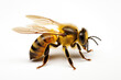 A close-up of a yellow bee with fuzzy wings, isolated on a white background side view Suitable for graphic work Insect animals
