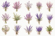 lavender flowers on white, set of purple flowers 71