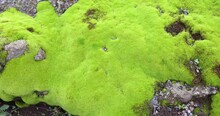 Beautiful Bright Green Moss Grows To Cover Rough Rocks And Floors In Forest Or Crater