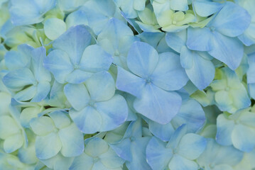 Canvas Print - Floral background of blue-yellow Hydrangea flowers blooming in the garden with natural soft sunlight. The ornamental flowers for decorating in the garden.