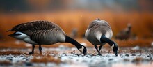 A Couple Of Canadian Geese Are Standing Next To Each Other, Engaging In Typical Grazing Behavior. The Two Birds Are Focused On Finding Food In Their Surroundings, Showcasing Their Natural Instincts In