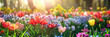  colorful flowers blooming in the sun, red blue yellow purple tulips flower in park. banner background