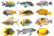 © TANATPON - Collection of tropical ocean bright fish isolated on background, marine life with colorful fishes, aquarium underwater world concept.