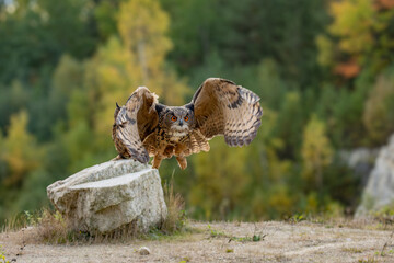 Wall Mural - the great eagle owl (bubo bubo) is a large species of owl in the strigidae family. it is the largest