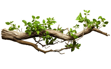.a branch of a tree covered with vibrant green leaves is featured in this scene. the leaves are heal