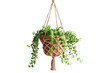 Potted Plant Hanging From Rope. A potted plant suspended from a rope, with its leaves cascading downward.