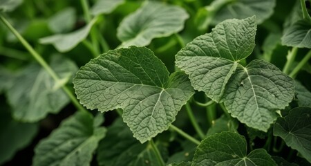 Canvas Print -  Vibrant green leaves in close-up, perfect for nature-themed projects