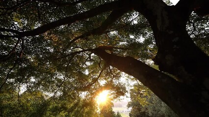 Wall Mural - Tracking movement A big tree spreads its branches, full of spring leaves with warm sunlight in evening 