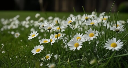 Canvas Print -  Nature's beauty in bloom - A field of white and yellow daisies