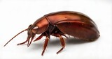 Fototapeta Konie -  Close-up of a brown beetle with a glossy shell
