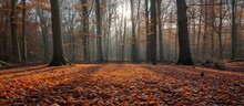 A Photo Capturing A Vibrant Autumnal Beech Forest, With Numerous Trees Bathed In Sunlight And Covered In A Carpet Of Dry Leaves In The Foreground.